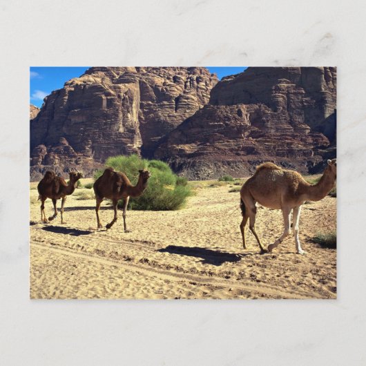 Kamelen in de woestijn van Wadi Rum, woestijn van  Briefkaart (Voorkant)