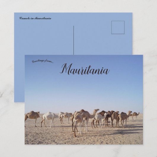 Kamelen in Mauritanië Briefkaart (Voorkant / Achterkant)