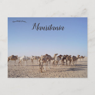 Kamelen in Mauritanië Briefkaart