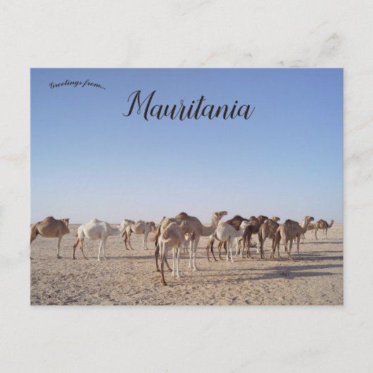 Kamelen in Mauritanië Briefkaart (Voorkant)