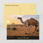 Kamelen in Saoedi-Arabië Briefkaart (Voorkant / Achterkant)