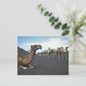 Kamelen, Lanzarote Briefkaart (Staand voorkant)