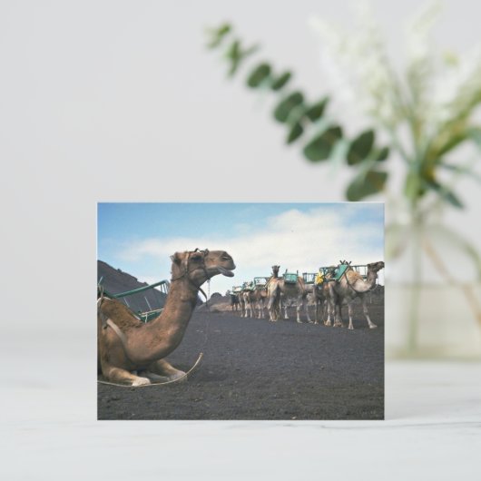 Kamelen, Lanzarote Briefkaart (Staand voorkant)