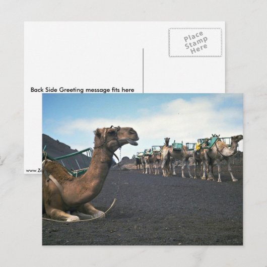 Kamelen, Lanzarote Briefkaart (Voorkant / Achterkant)