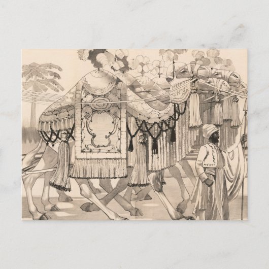 Kamelen lopen gekleed in kostuum briefkaart (Voorkant)