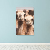 Kamelen op de Camelmarkt in Al Ain bij Dubai Canvas Afdruk (Insitu (Houten vloer))