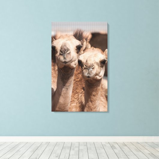 Kamelen op de Camelmarkt in Al Ain bij Dubai Canvas Afdruk (Insitu (Houten vloer))