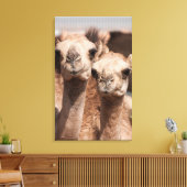 Kamelen op de Camelmarkt in Al Ain bij Dubai Canvas Afdruk (Insitu (Woonkamer))