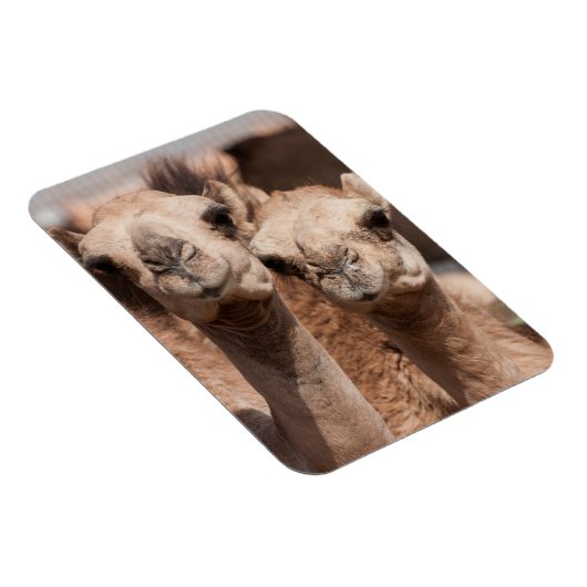 Kamelen op de Camelmarkt in Al Ain bij Dubai Magneet (Rechterzijde)