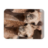 Kamelen op de Camelmarkt in Al Ain bij Dubai Magneet (Horizontaal)