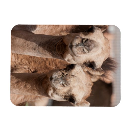 Kamelen op de Camelmarkt in Al Ain bij Dubai Magneet (Horizontaal)