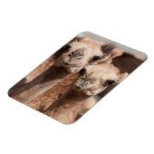 Kamelen op de Camelmarkt in Al Ain bij Dubai Magneet (Linkerzijde)