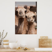 Kamelen op de Camelmarkt in Al Ain bij Dubai Poster (Keuken)