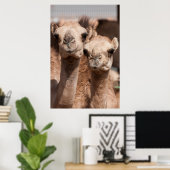 Kamelen op de Camelmarkt in Al Ain bij Dubai Poster (Thuiskantoor)