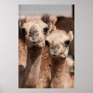 Kamelen op de Camelmarkt in Al Ain bij Dubai Poster