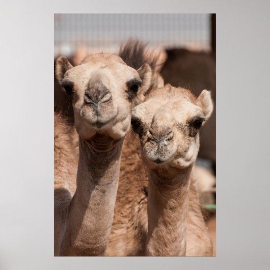 Kamelen op de Camelmarkt in Al Ain bij Dubai Poster (Voorkant)