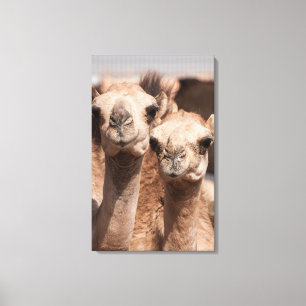 Kamelen op de kameelmarkt in Al Ain bij Dubai Canvas Afdruk