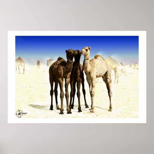 kamelen poster (Voorkant)