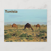 Kamelen, Tunesië Briefkaart (Voorkant)