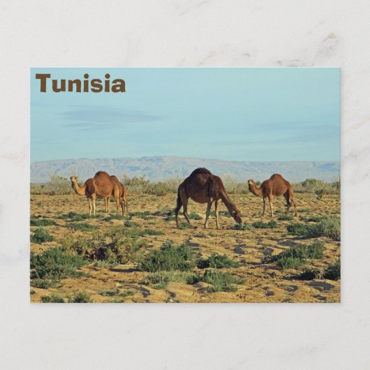 Kamelen, Tunesië Briefkaart (Voorkant)