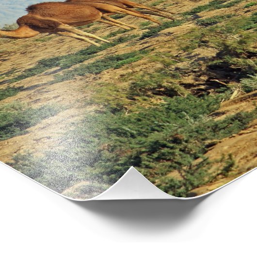 Kamelen, Tunesië Foto Afdruk (Hoek)