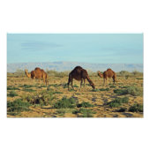 Kamelen, Tunesië Foto Afdruk (Voorkant)