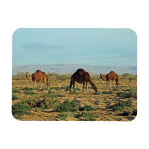 Kamelen, Tunesië Magneet