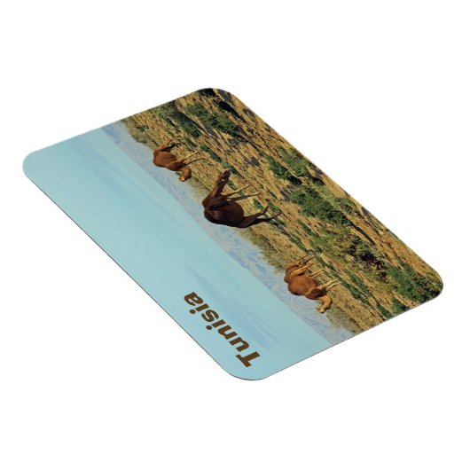 Kamelen, Tunesië Magneet (Rechterzijde)