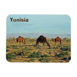 Kamelen, Tunesië Magneet