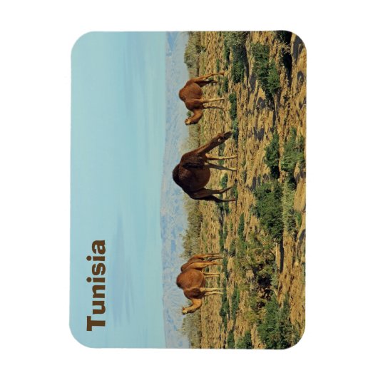 Kamelen, Tunesië Magneet (Verticaal)