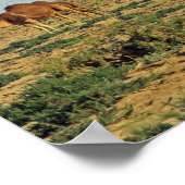 Kamelen, Tunesië Poster (Hoek)