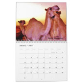 Kamelen van het Midden-Oosten Kalender (Jan 2027)