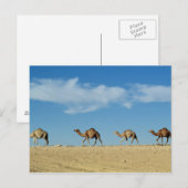 kamelentrein briefkaart (Voorkant / Achterkant)