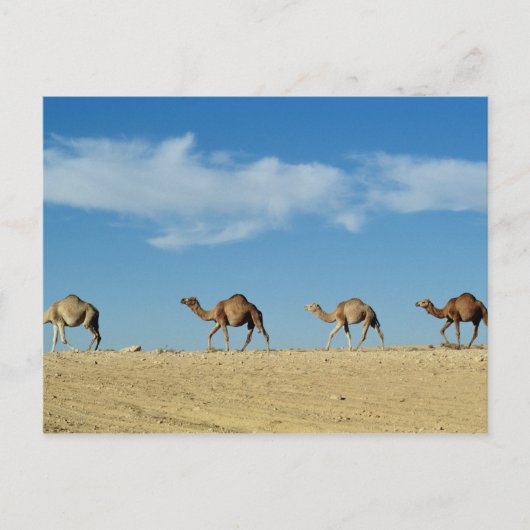 kamelentrein briefkaart (Voorkant)