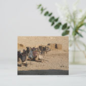 kamelenzit briefkaart (Staand voorkant)