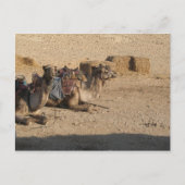 kamelenzit briefkaart (Voorkant)