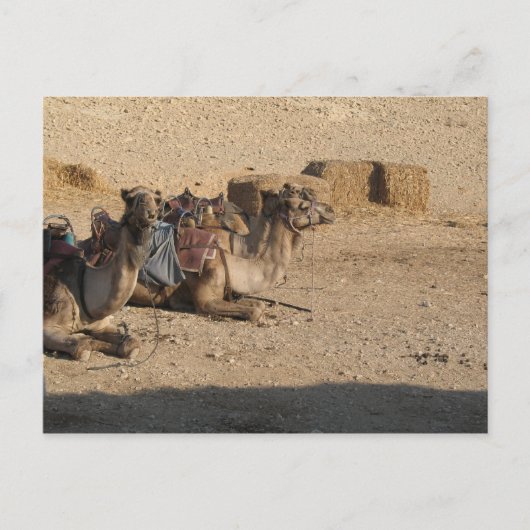 kamelenzit briefkaart (Voorkant)
