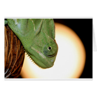 kameleon