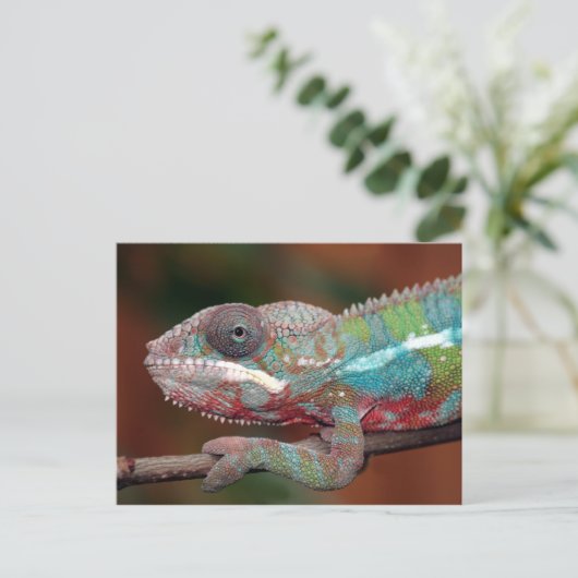 kameleon briefkaart (Staand voorkant)