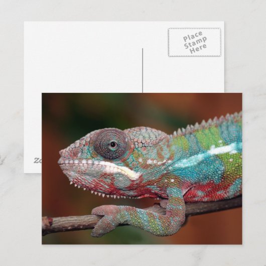 kameleon briefkaart (Voorkant / Achterkant)