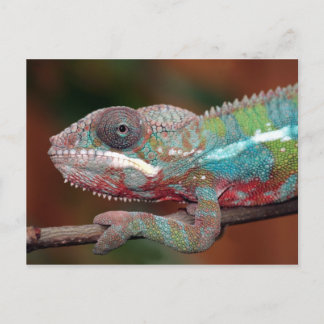 kameleon briefkaart