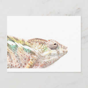 kameleon briefkaart