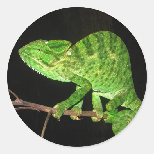 Kameleon (Chamaeleo zeylanicus) Ronde Sticker (Voorkant)