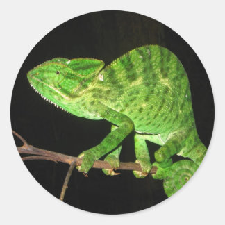 Kameleon (Chamaeleo zeylanicus) Ronde Sticker