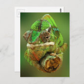 Kameleon Foto Briefkaart (Voorkant / Achterkant)
