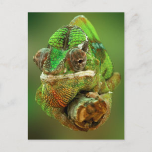 Kameleon Foto Briefkaart