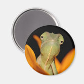 kameleon magneet (Voorkant / Achterkant)