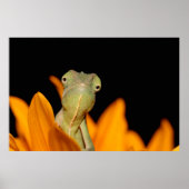 kameleon poster (Voorkant)