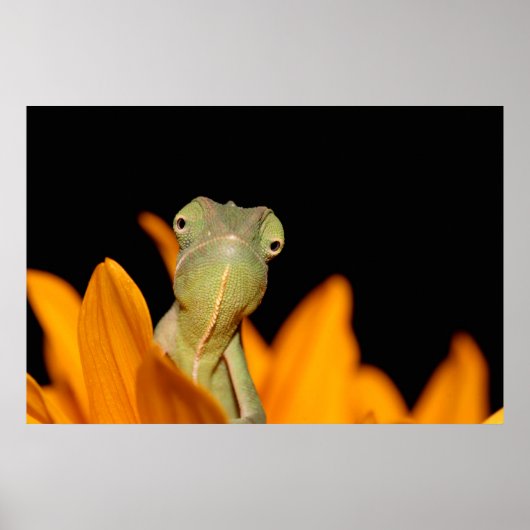 kameleon poster (Voorkant)