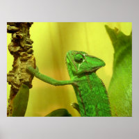 kameleon